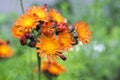 Orange Hawkweed flowers in bloom Royalty Free Stock Photo