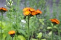 Orange Hawkweed flowers in bloom Royalty Free Stock Photo