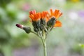 Orange Hawkweed flowers in bloom Royalty Free Stock Photo