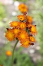 Orange Hawkweed flowers in bloom Royalty Free Stock Photo