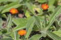 Orange Hawkweed flowers in bloom, wild ornamental flowering plants Royalty Free Stock Photo