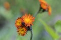 Orange Hawkweed flowers in bloom, wild ornamental flowering plants Royalty Free Stock Photo