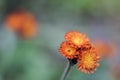 Orange Hawkweed flowers in bloom, wild ornamental flowering plants Royalty Free Stock Photo