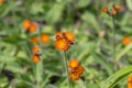 Orange Hawkweed flowers in bloom, wild ornamental flowering plants Royalty Free Stock Photo