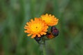 Orange hawkweed flowers Royalty Free Stock Photo