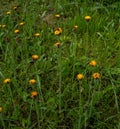 Orange Fox and Cubs Pilosella aurantiaca flowering Royalty Free Stock Photo