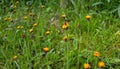 Orange Fox and Cubs Pilosella aurantiaca flowering Royalty Free Stock Photo