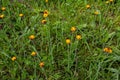 Orange Fox and Cubs Pilosella aurantiaca flowering Royalty Free Stock Photo