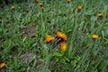 Orange Fox and Cubs Pilosella aurantiaca flowering Royalty Free Stock Photo