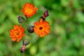 Orange Hawkweed (Hieracium aurantiacum) Flowers Closeup