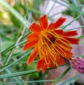 Orange Hawkweed (Philomela aurantiaca) wildflower closeup Royalty Free Stock Photo