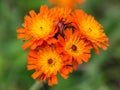 Orange hawkweed Pilosella aurantiaca in the garden