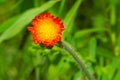 Orange Hawkweed - Pilosella aurantiaca Royalty Free Stock Photo