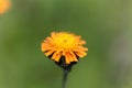 Orange hawkweed Pilosella aurantiaca Royalty Free Stock Photo