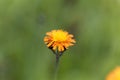 Orange hawkweed Pilosella aurantiaca Royalty Free Stock Photo