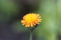 Orange hawkweed Pilosella aurantiaca Royalty Free Stock Photo