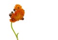 Orange hawkweed, Pilosella aurantiaca. Royalty Free Stock Photo