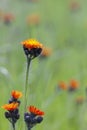 Orange hawkweed Royalty Free Stock Photo