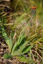 Orange hawkweed (Pilosella aurantiaca) Royalty Free Stock Photo