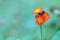 Orange Hawkweed wild flowers on a stem growing in the forest Royalty Free Stock Photo