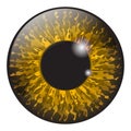 Orange, hazel iris eye realistic vector set design isolated on Royalty Free Stock Photo