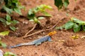 Orange-Head Agama in the Sun Royalty Free Stock Photo