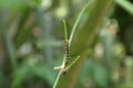 An orange head caterpillar walks on a vine stem and a black color fly insect walking towards the caterpillar