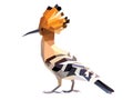 Orange head Hoopoe low polygon isolated, brown bird.