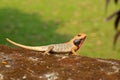 Orange-headed agama Royalty Free Stock Photo