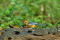 Orange Headed Ground Thrush sitting on the perch of the tree feeding on insects with beautiful background.