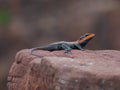 A orange headed lizard having selective focus and shallow depth of field standing on the rock. Royalty Free Stock Photo