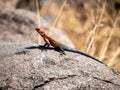 Orange Headed Lizard standing on a rock in serengeti national park. Royalty Free Stock Photo