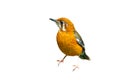 Orange-headed Thrush (white-throated) CUT-OUT, CUT OUT, CUTOUT