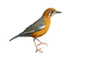 Orange-headed Thrush (white-throated), CUT-OUT, CUT OUT, CUTOUT