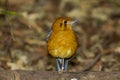 Orange headed Thrush (Zoothera citrina)