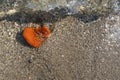 Orange heart shaped stone at the beach Royalty Free Stock Photo