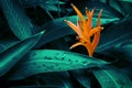 Orange Heliconia Flower with Lush Dark Tropical Foliage Background