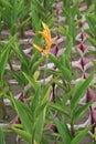 Orange Heliconia flower plant on farm Royalty Free Stock Photo