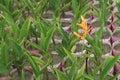 Orange Heliconia flower plant on farm Royalty Free Stock Photo