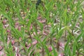 Orange Heliconia flower plant on farm Royalty Free Stock Photo