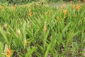 Orange Heliconia flower plant on farm Royalty Free Stock Photo