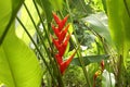 Orange heliconia among green leaves