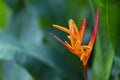 Orange Heliconia, Mahe, Seychelles