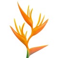 Orange Heliconia psittacorum flower isolated on transparent or white background.Beautiful tropical flora in spring