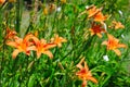 Orange Hemerocalle flower meadow