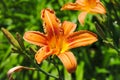 Orange Hemerocalle flower and pistil