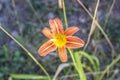 Orange Hemerocallis Lilioasphodelus plant Royalty Free Stock Photo