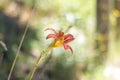 Orange Hemerocallis Lilioasphodelus plant Royalty Free Stock Photo