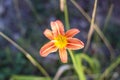 Orange Hemerocallis Lilioasphodelus plant Royalty Free Stock Photo