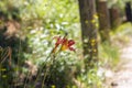 Orange Hemerocallis Lilioasphodelus plant Royalty Free Stock Photo